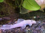 Grajewo ogłoszenia: Sprzedam Akwarium z pokrywą bez oświetlenia. 
100x40x40 
Oraz... - zdjęcie